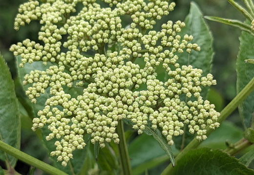 A plant with small white flowers