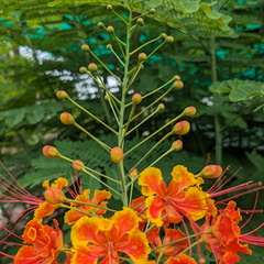 Orange flower buds and flowers