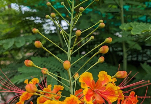 Orange flower buds and flowers
