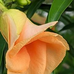 Peach-colored flower bud