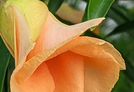 Peach-colored flower bud