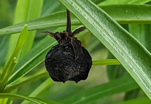 Black seed pod