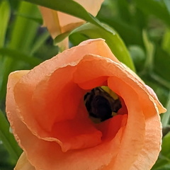 Peach-colored flower