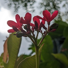 Red flower buds and blooms