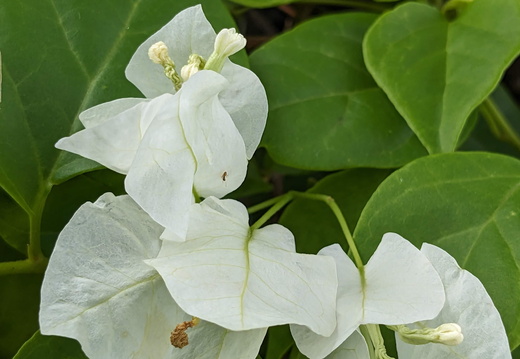 White bougainvillea flowers