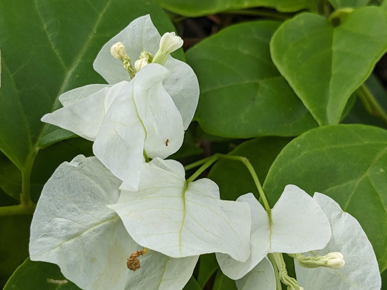 White bougainvillea flowers