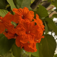 Orange flower cluster