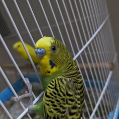 Chilli the Parakeet