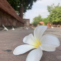 A white flower on the ground