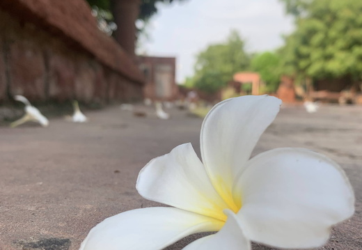 A white flower on the ground