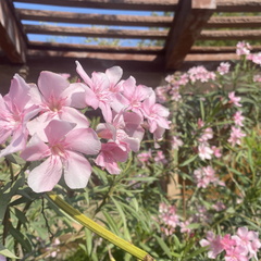 Pink flowers in bloom