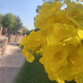 Yellow flowers in bloom