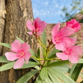 Pink flowers on a tree