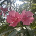Pink flowers in sun