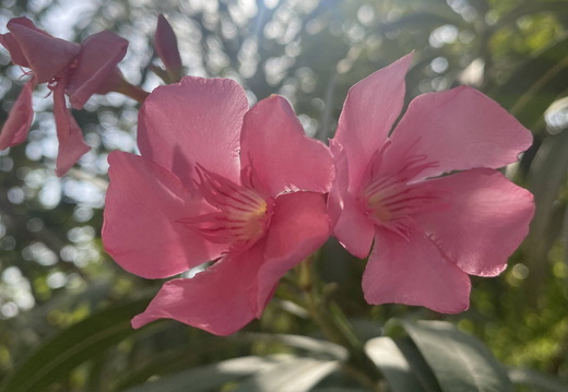 Pink flowers in sun