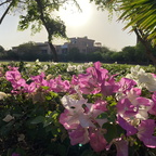 Bougainvillea flowers in bloom