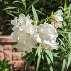 White flowers in bush