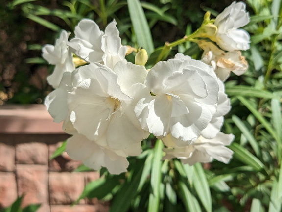 White flowers in bush