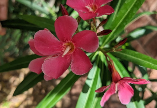 Delicate pink flowers