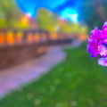 A flower in focus