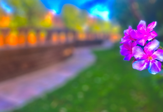 A flower in focus
