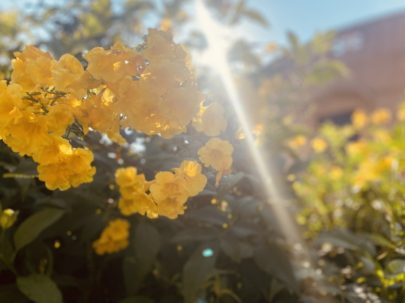 Yellow flowers in sunlight