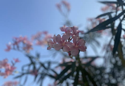 Pink flowers against a blue sky