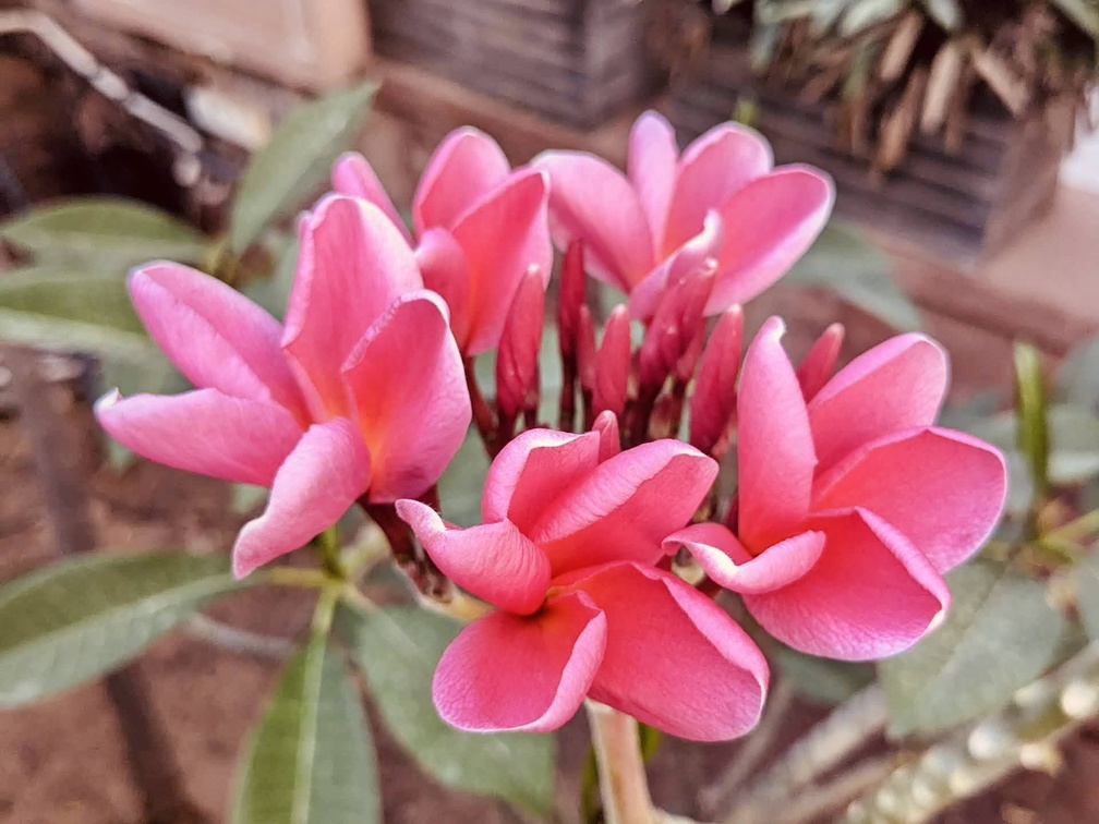A cluster of pink flowers