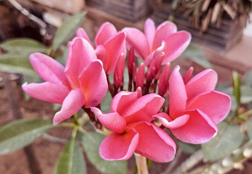 A cluster of pink flowers