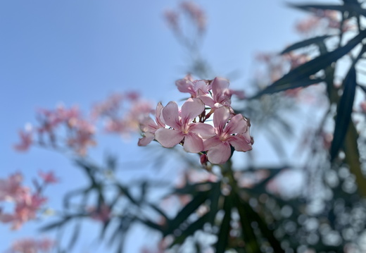 Pink flowers against the blue sky