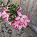 PXL_20230423_052807434.jpg