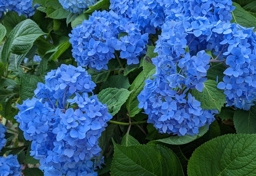 Blue flowers up close