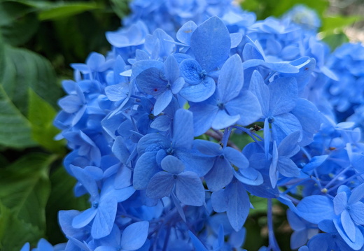 Blue flowers up close