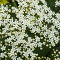 A cluster of white flowers