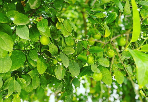 Green leaves and fruit
