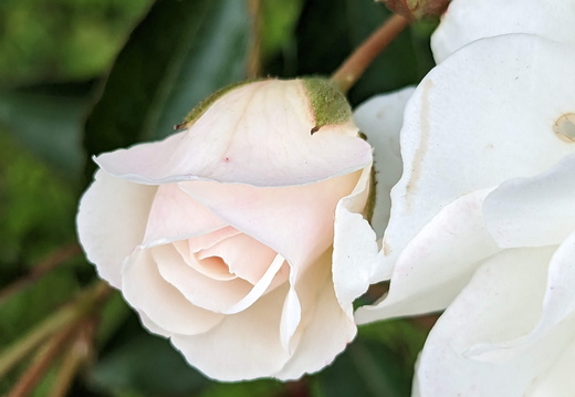 A white rosebud