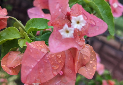 Raindrops on pink petals