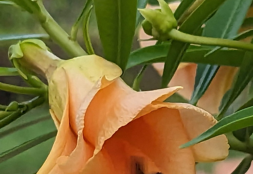Bee on an orange flower
