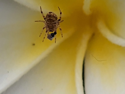 Tiny spider on a flower