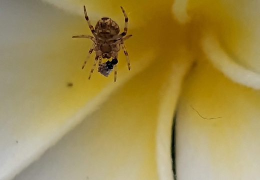 Tiny spider on a flower