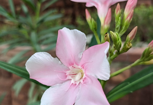 Delicate pink flower