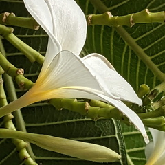 Elegant white flower
