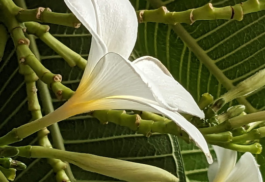Elegant white flower
