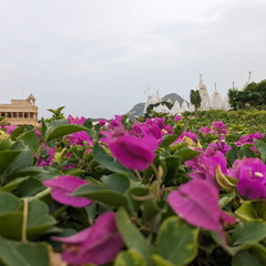 Pink Flowers in Jeerawala
