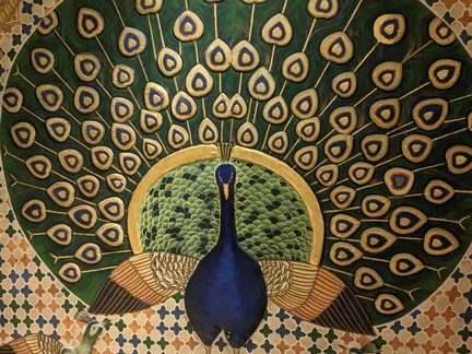 Magnificant Peacock
