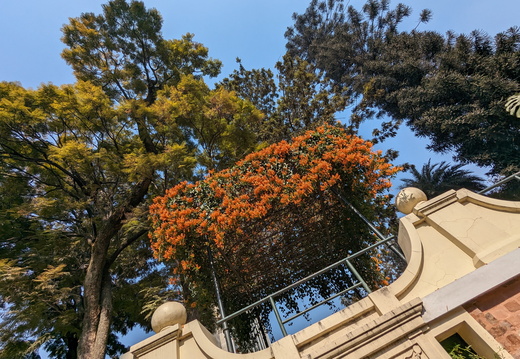 Orange flowers over balcony