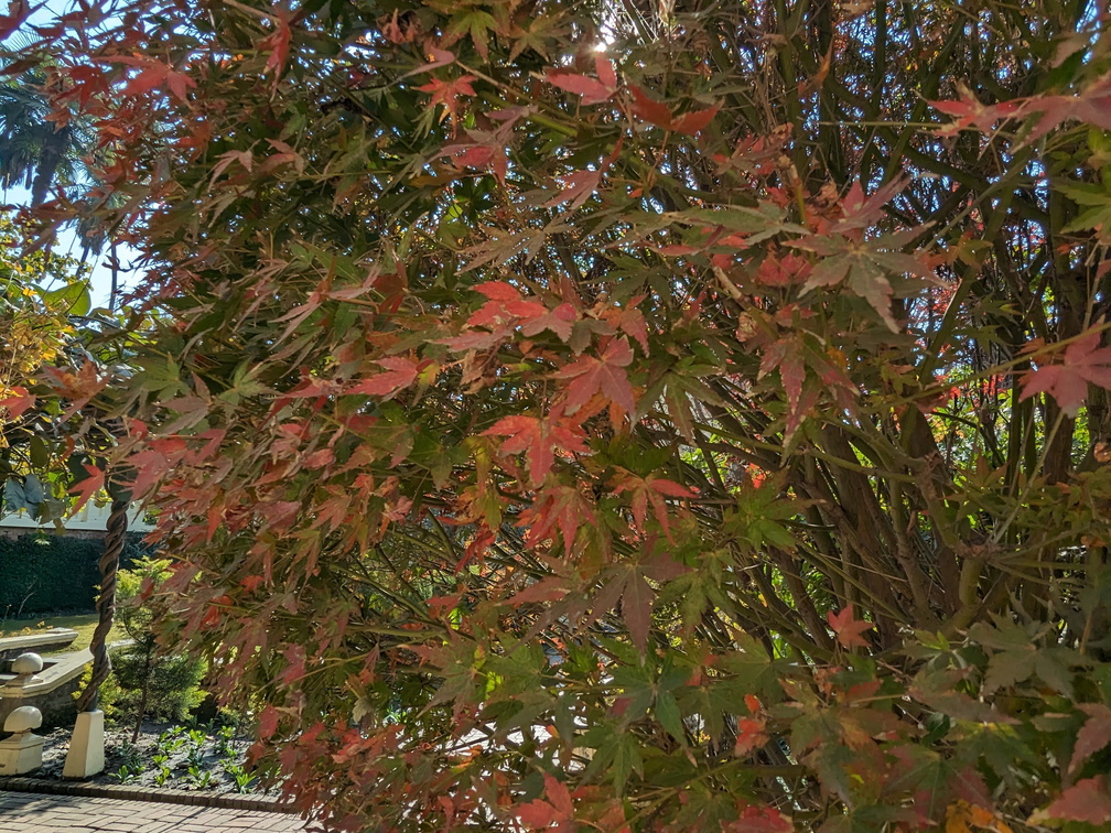 A tree with red leaves
