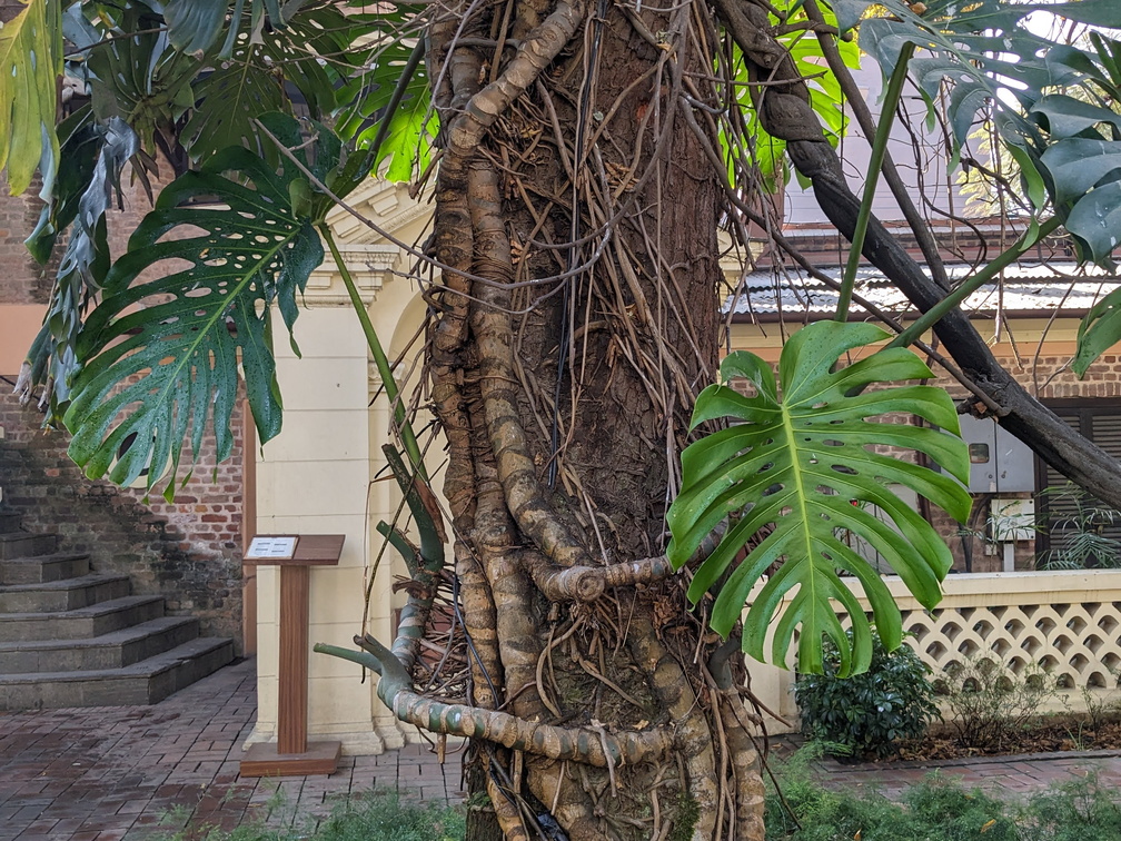 Tree with vines growing on it