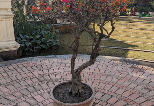 A tree in a pot