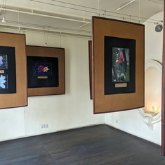An art gallery with framed images of flowers